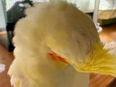 -吉丁鸟咖·异宠·寄养