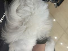 -瑞派天使宠物医院·神经外科·骨科·核磁(洛川中路店)