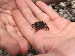 -台场海滨公园船码头