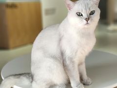-Heymao猫咖.咖啡厅(东门店)