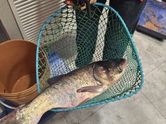 -鱼窝棚柴火铁锅炖(富山屯店)