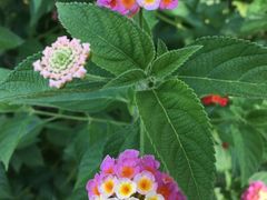 -杭州湾海上花田景区
