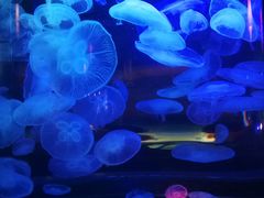 -太平洋海底世界