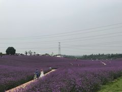 -紫颐香薰山谷景区