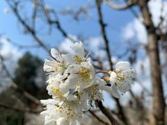 -樱桃山旅游景区