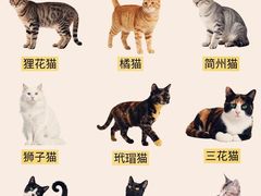 -翊宠yipet猫狗购宠庄园犬舍•猫舍