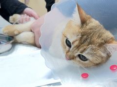 -纳吉亚猫专科动物医院博雅分院