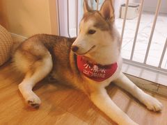 -Husky Go! 哈士奇体验馆·宠物咖啡厅狗咖