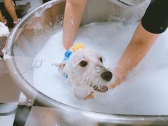 -Oh My Dog宠物沙龙(伊珊娜皮毛护理店)