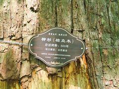 -天目山大树王景区