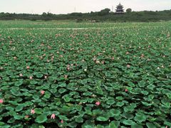 -上海海湾国家森林公园