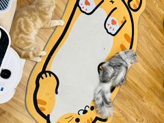 -COLOR PETS 撸猫馆·购猫·猫咖(长风大悦城店)