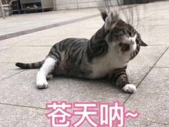 -原柳滩高台阶涮羊肉