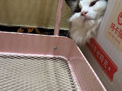 -藏猫猫咖啡主题馆(中央大道店)