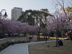 -新江湾城公园