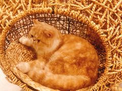-飞行喵MR PILOT|猫舍·猫咖(静安大融城店)