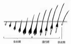-木北造型