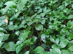 -广西壮族自治区药用植物园