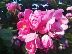 -上海滨江森林公园