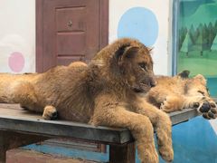 -大连森林动物园