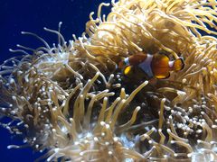 -悉尼海洋生物水族馆