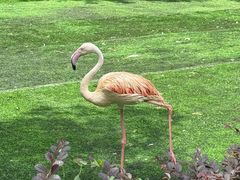 -广州长隆飞鸟乐园