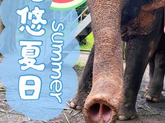 -西双版纳傣族园