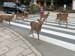 -奈良公园