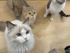 -有喵·猫咖·狗咖·30几只猫10只小狗(岗厦店)