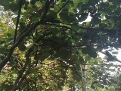 -老王小吃(大林沟路店)