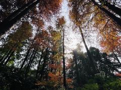 -上海滨江森林公园