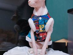 -糯米喵星人总部直营旗舰店·猫舍·幼猫出售