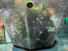 -上海大自然野生昆虫馆(东方明珠·爬宠昆虫探索中心)