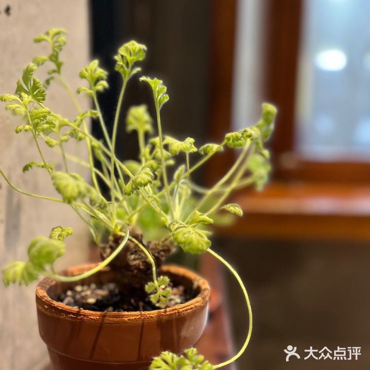 在室内大树旁边喝咖啡☕～自带热带花园的veins绿植咖啡店