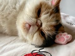 -pd派德宠物中心医院24H急重症·眼科中心·血液透析中心(嵩山北路店)