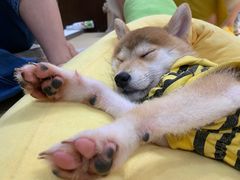 -逗柴咖啡屋·狗咖猫咖宠物桌游