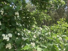 -黑龙江省森林植物园