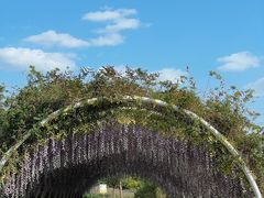 -同里国家湿地公园