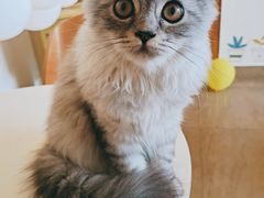 -猫咖时代(中山亭店)