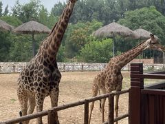 -北京野生动物园