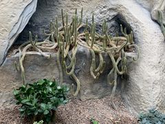 -南山植物园