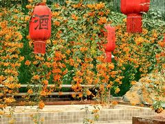 -呀路古热带植物园