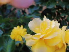 -人民公园(罗湖区)