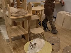 -有喵·猫咖·狗咖·30几只猫10只小狗(岗厦店)