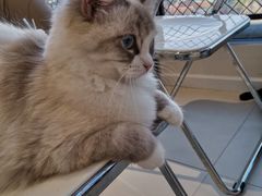 -怪兽屋·羊驼·猫咖·狗咖(俊华广场店)