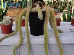 -海上花岛玫瑰园采摘