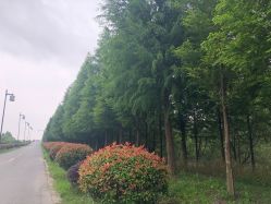 -水八仙生态园