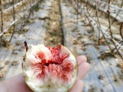 -武汉世外桃源农庄