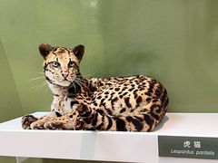 -国家自然博物馆