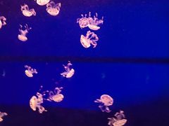 -西安曲江海洋极地公园